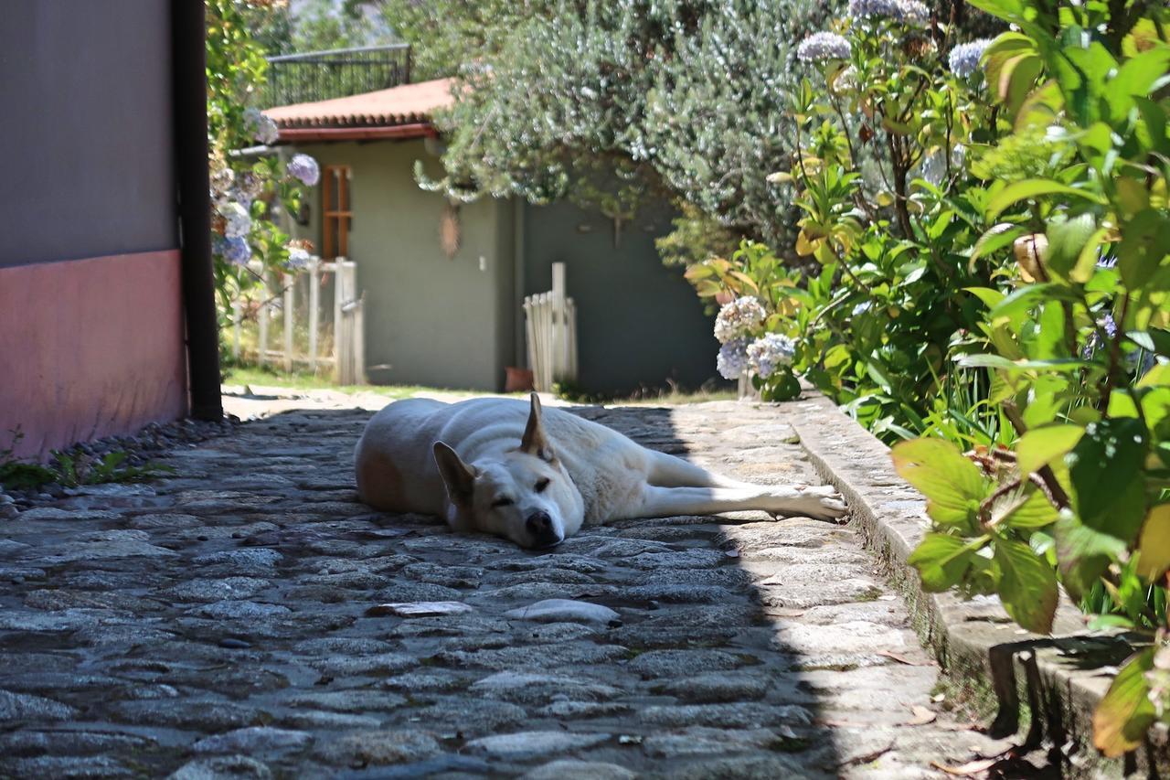 The Lazy Dog Inn A Mountain Lodge Huaraz  Ngoại thất bức ảnh